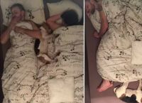 მოუსვენარი ბიგლი, რომელიც პატრონებს აწუხებს და მათ საწოლში დაძინებას ცდილობს (+ვიდეო)