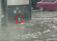 მამაკაცმა წყალდიდობის დროს გადაარჩინა უსუსური კნუტი, რომელიც შეშინებული კედელს ეკვროდა (+ვიდეო)