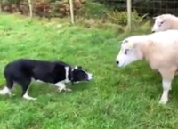 ჭკვიანმა ძაღლმა ჯიუტ ცხვრებს აჩვენა, თუ ვინ არის ფერმაში მთავარი (+ვიდეო)