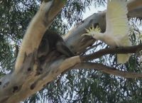 გაბრაზებული თუთიყუში თავის ხეს კოალასგან იცავს (სახალისო ვიდეო)