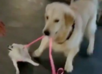 ოქროსფერმა რეტრივერმა პატარა ძაღლის გატაცება სცადა (სახალისო ვიდეო)