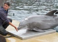 მობი - მსოფლიოში ყველაზე ასაკოვანი დელფინი, რომელიც ტყვეობაში ცხოვრობდა, 58 წლის ასაკში მოკვდა