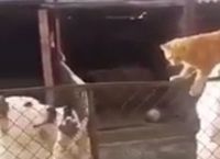 კატა აგრესიული ძაღლებით სავსე ვოლიერის გავლით სახლში მიდის (უჩვეულო ვიდეო)