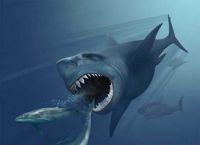 მექსიკაში უძველესი გიგანტური ზვიგენის ნაშთები აღმოაჩინეს
