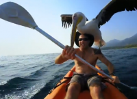 მამაკაცმა დაჭრილი ზღვის ფრინველი გადაარჩინა. ის ახალ მეგობარს აღარ ტოვებს (+ვიდეო)