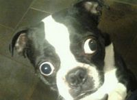 ძაღლი, რომელსაც ყველაზე დიდი თვალები აქვს, გინესის წიგნში მოხვდა