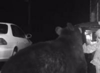 როგორ იცავს ოჯახი  ეზოში მდგარ ურნას დათვებისგან? (+ვიდეო)