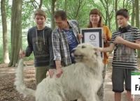ყველაზე გრძელი კუდი - ბელგიაში ძაღლმა მსოფლიო რეკორდი მოხსნა (+ვიდეო)