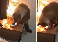 მზრუნველი კატა მაღვიძარას ყოველ დილით ხმას ურთავდა, რათა პატრონს არ გაეღვიძა (სახალისო ვიდეო)