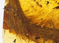 წარმოუდგენელი აღმოჩენა: მეცნიერებმა ქარვის ნატეხში დინოზავრის კუდი იპოვეს