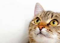 მეცნიერები კატების ენის ლექსიკონს შექმნიან