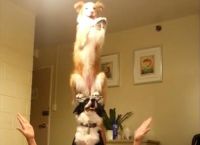 ეს ძაღლები წარმოუდგენელ ილეთებს აკეთებენ! (+ვიდეო)