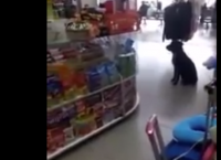 უპატრონო ძაღლმა მაღაზიაში მუყაოს ყუთი მოითხოვა, რათა საწოლი გაეკეთებინა (ემოციური ვიდეო)