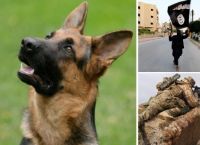 ერაყში ძაღლმა სპეცდანიშნულების რაზმი სიკვდილისგან იხსნა