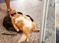უზარმაზარი ჟღალი კატა ბანკის შესასვლელთან ისვენებს (სახალისო ვიდეო)