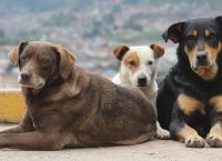 თბილისში უპატრონო ძაღლების დათვლა დასრულდა