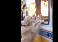 ბედნიერი ძაღლი ნაყინის მანქანას დიდი სიხარულით ხვდება (+ვიდეო)
