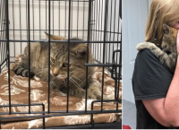 პატრონმა 11 წლის წინ დაკარგული კატა იპოვა... ცხოველისა და პატრონის შეხვედრა თვითმხილველებისთვის ემოციური იყო