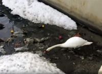 გედი ადამიანზე ჭკვიანი აღმოჩნდა... როგორ ასუფთავებენ  მდინარეს ფრინველები (+ვიდეო)