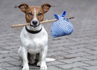 მითი თუ რეალობა: შეუძლია ძაღლს სახლისკენ მიმავალი გზა თავად იპოვოს?