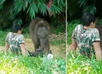 დაობლებული პატარა სპილო  მას შემდეგ დაბრუნდა თავის გადამრჩენელთან, როდესაც სპილოების ჯოგმა მიატოვა (ემოციური ვიდეო)