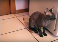 სფინქსის ჯიშის მოლაპარაკე კატა - ასეთი რამ ჯერ არავის უნახავს! (+ვიდეო)