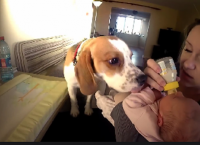 როდესაც ოჯახში ახალშობილი გაჩნდა, ძაღლი საოცრად შეიცვალა (+ვიდეო)