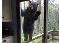 დათვმა ბრაუნის სუნი იგრძნო და სახლში შეღწევას ცდილობდა