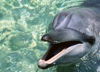 როგორ წყალს სვამენ ვეშაპები და დელფინები?