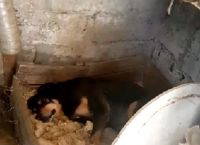 როგორ განიცადა ქუთაისის ავარიის დროს გარდაცვლილების  ოჯახის დაღუპული ახლობლის ძაღლმა პატრონის სიკვდილი... (+ვიდეო)