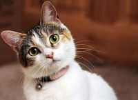 პარანორმალური კატები - უცნაური არსებები, რომლებიც ადამიანების სიცოცხლეს იცავენ