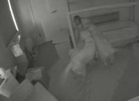 ოქროსფერი რეტრივერები ბავშვს საწოლიდან გადმოსვლაში დაეხმარნენ და შუა ღამეს ოთახებში ერთად სეირნობდნენ (+ვიდეო)