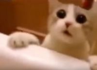 კატა ფიქრობს, რომ პატრონი აბაზანაში იხრჩობა, მისი რეაქცია საოცარია (+ვიდეო)