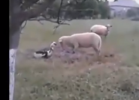 გაბრაზებული იხვი ცხვარს ფიზიკურად გაუსწორდა (+ვიდეო)